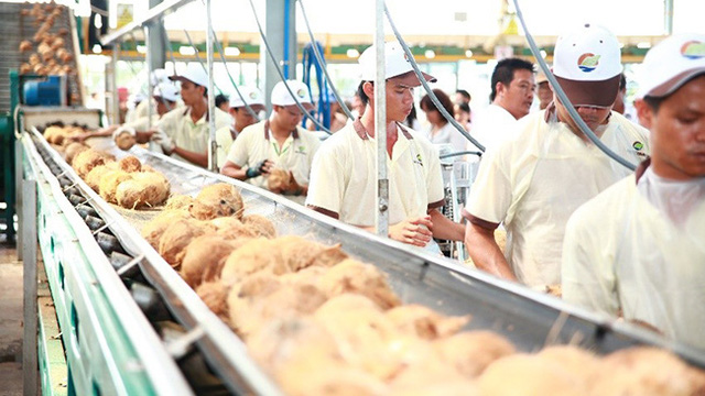 Bloomberg: Cơ hội cho ng&agrave;nh dừa Việt Nam từ nhu cầu ăn uống kh&ocirc;ng sữa của người ti&ecirc;u d&ugrave;ng phương T&acirc;y - Ảnh 1.