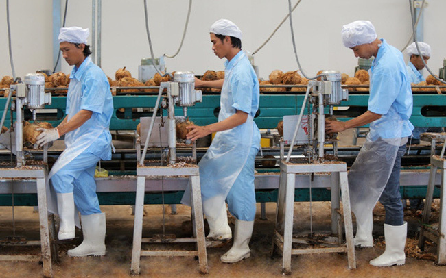 Bloomberg: Cơ hội cho ng&agrave;nh dừa Việt Nam từ nhu cầu ăn uống 